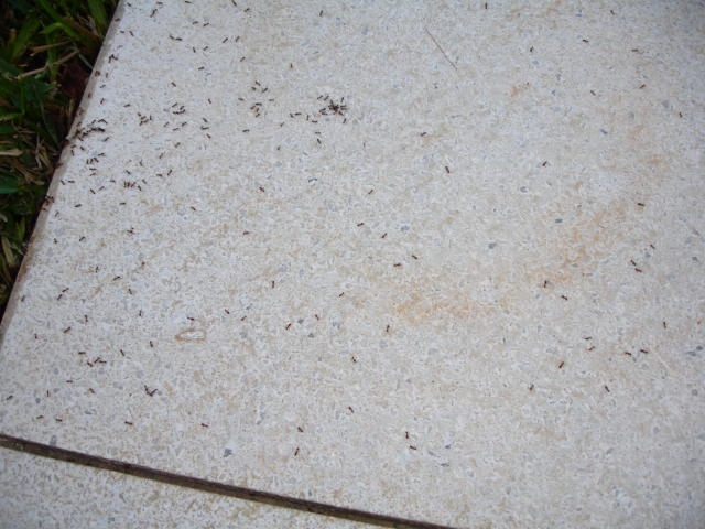 TEtramorium