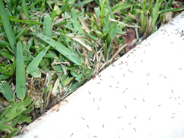 Tetramorium