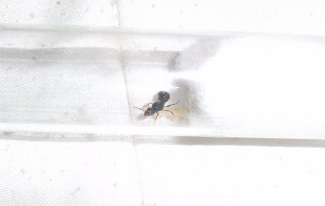 tetramorium sp