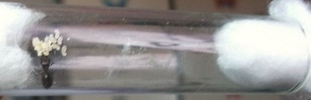 tetramorium sp