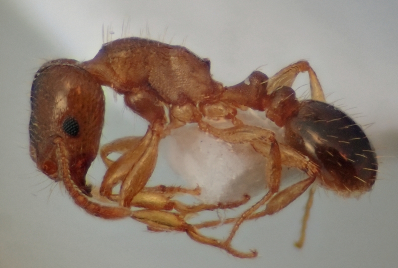 Tetramorium depressum
