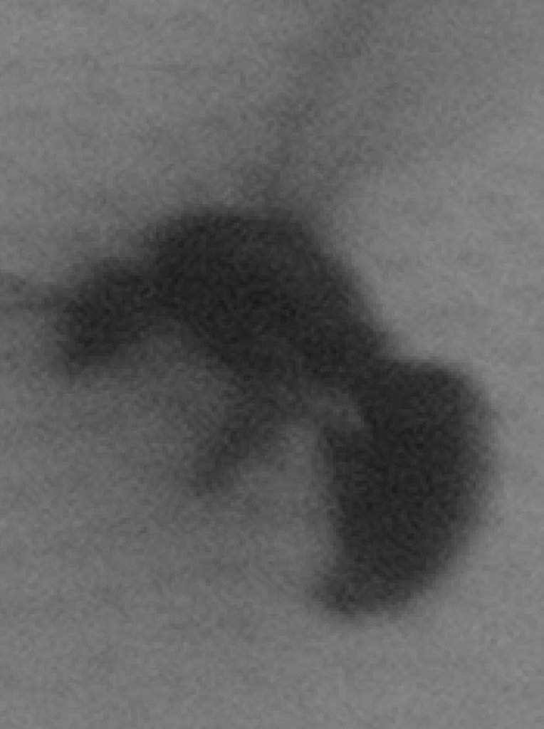 Macho alado de �Tetramorium?