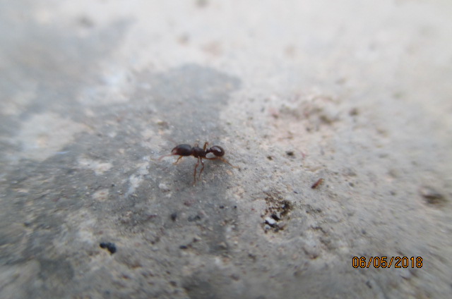 tetramorium