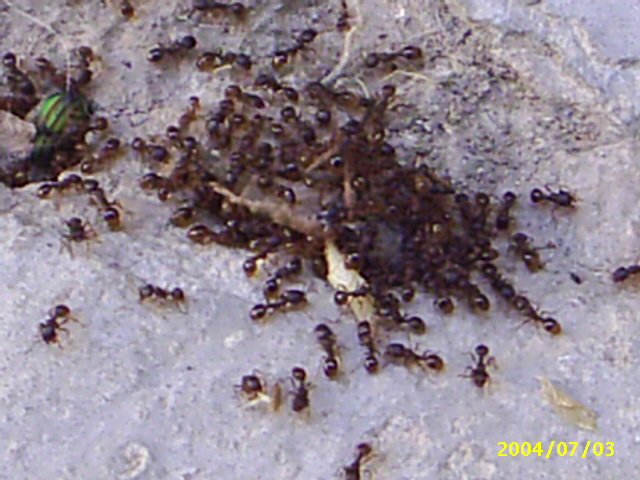 Hormigas comiendo.