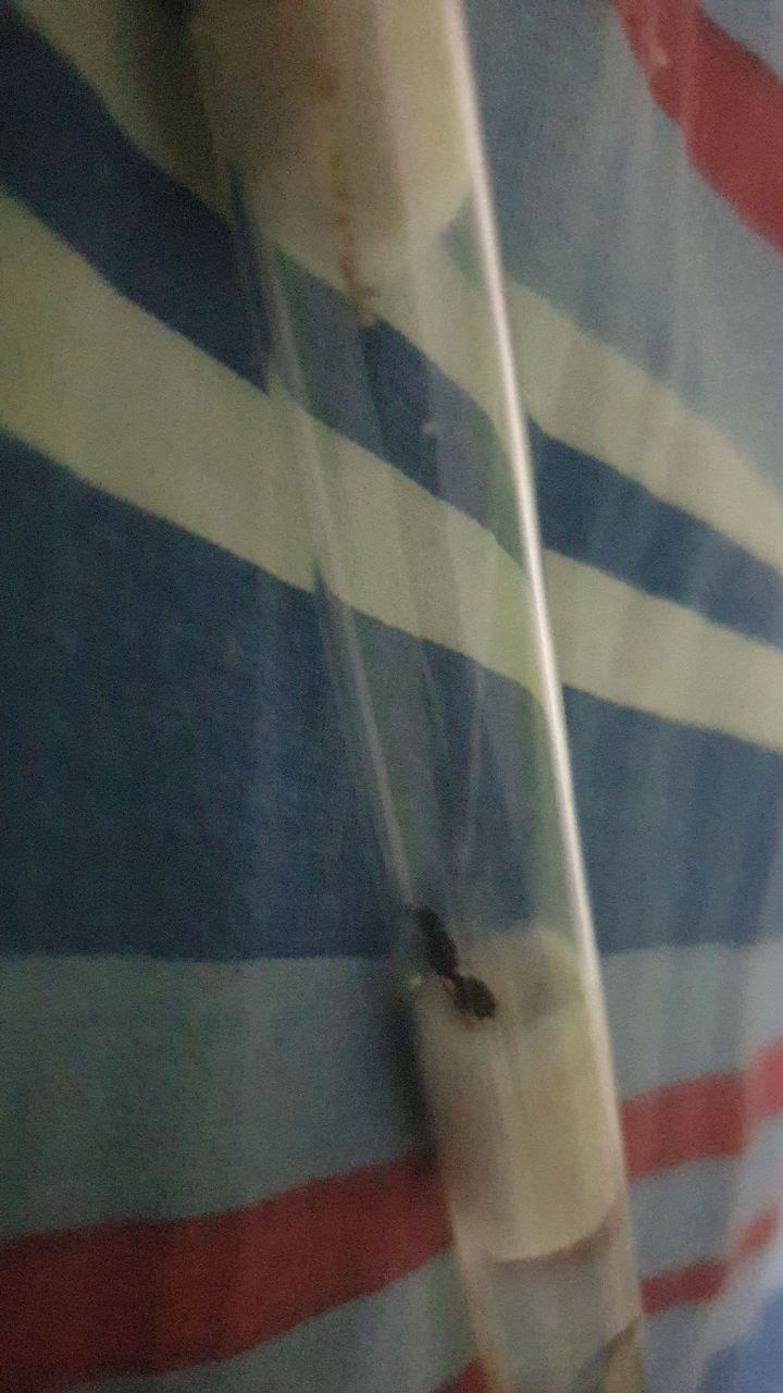 tetra 0