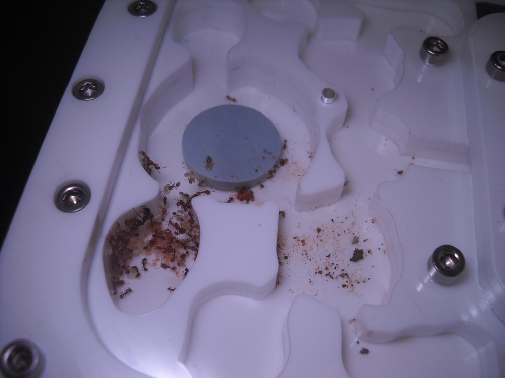 Tetramorium 5/20 1