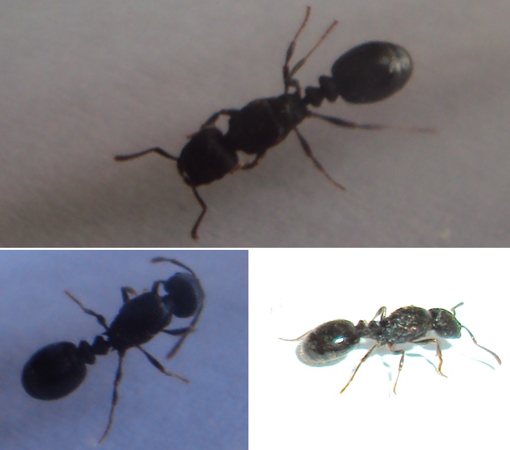 Tetramorium sp.