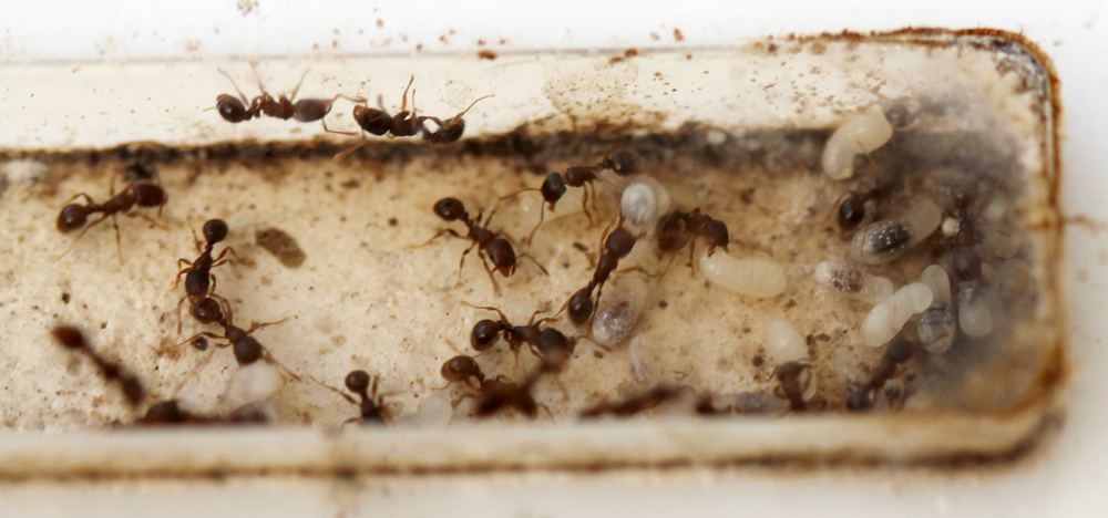 Tetramorium