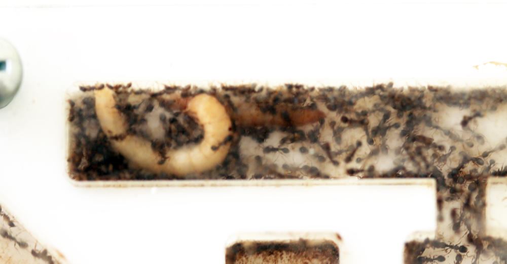 Producci�n Tetras a tope