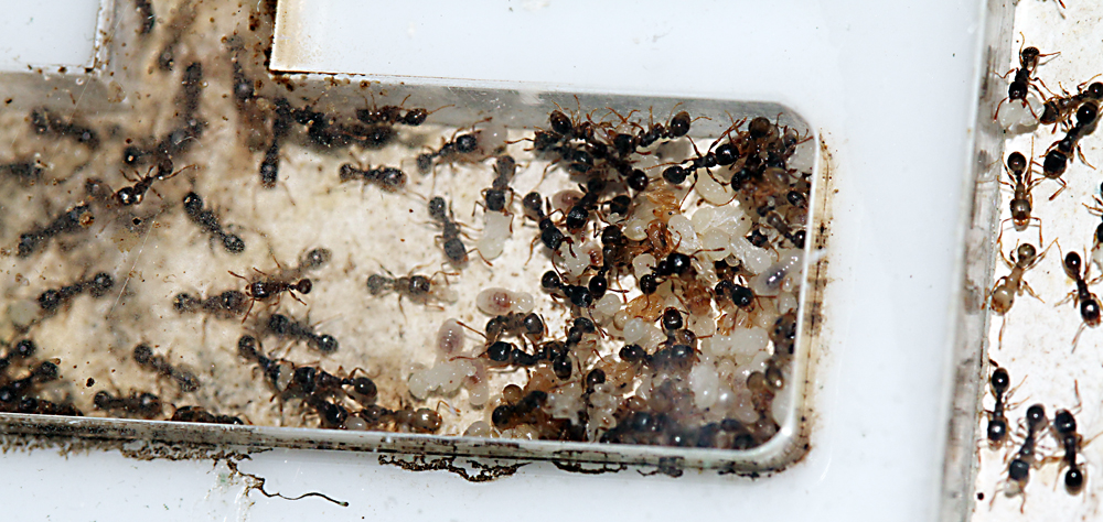 Nuevas Tetramorium