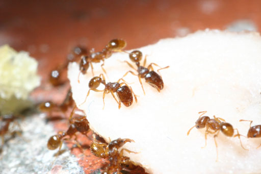 Tetramorium?