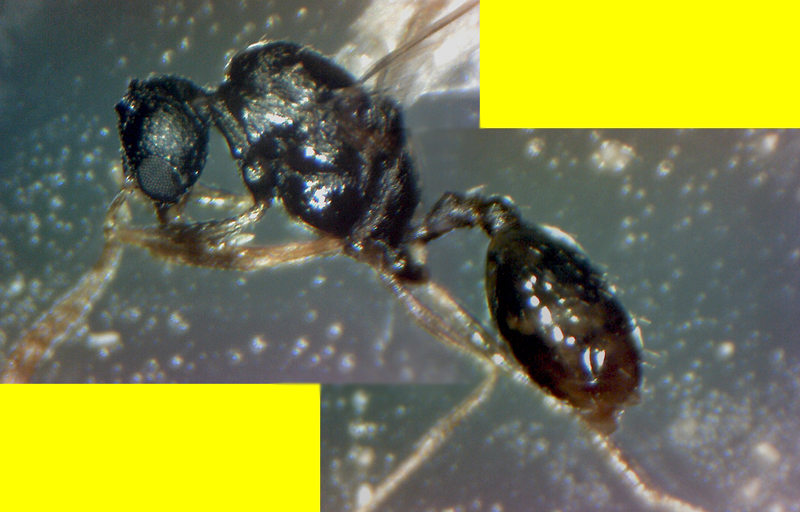 macho tetramorium