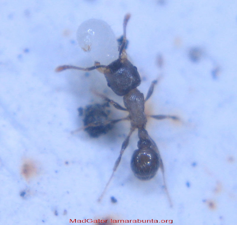 myrmicina6