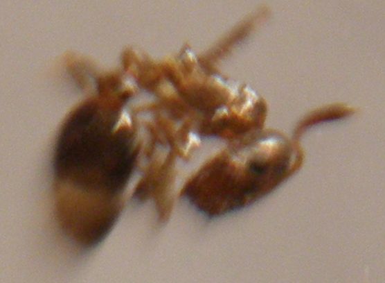 tetrita