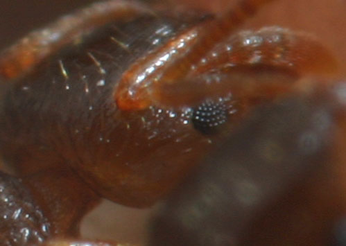 Detalle-ojo