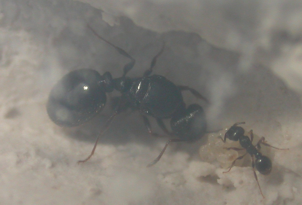 desconocida1
