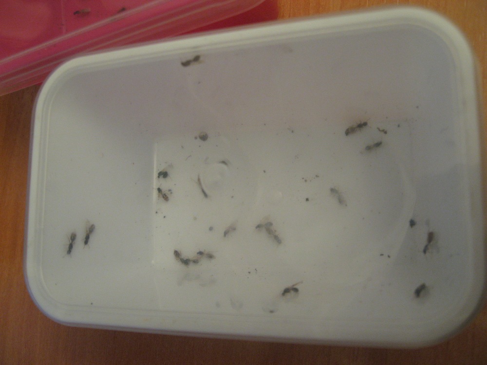 solenopsis1