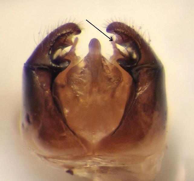 genitalia