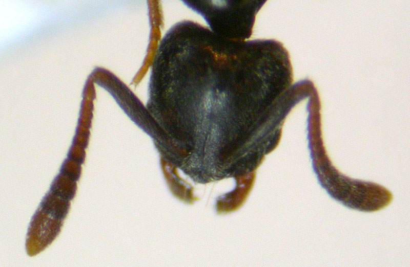 hypoponera eduardi?