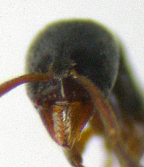 hypoponera ragusai?