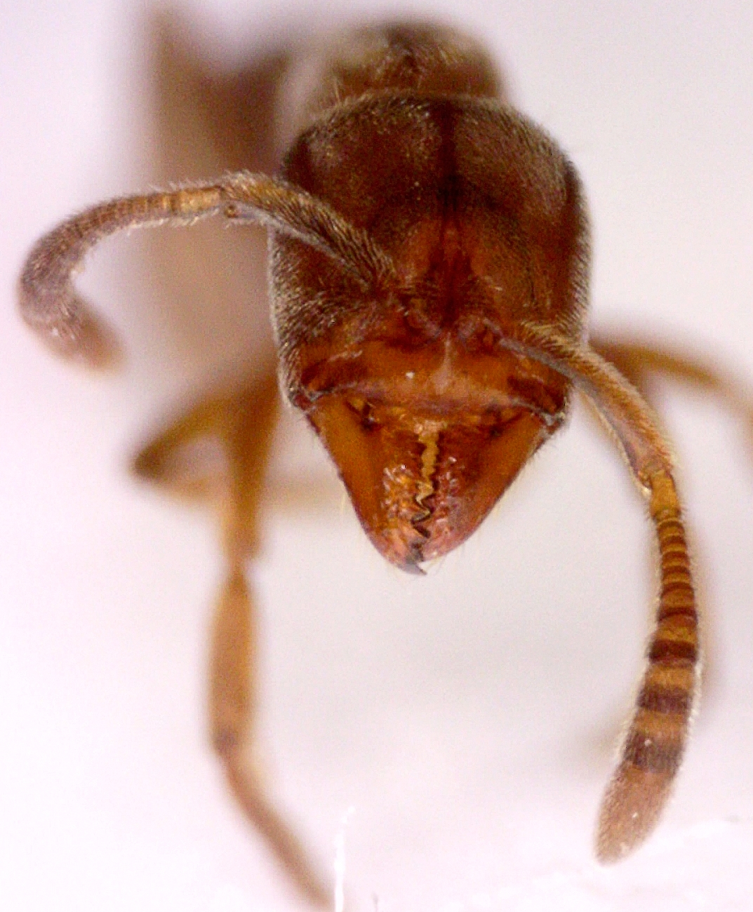 hypoponera apilado 3