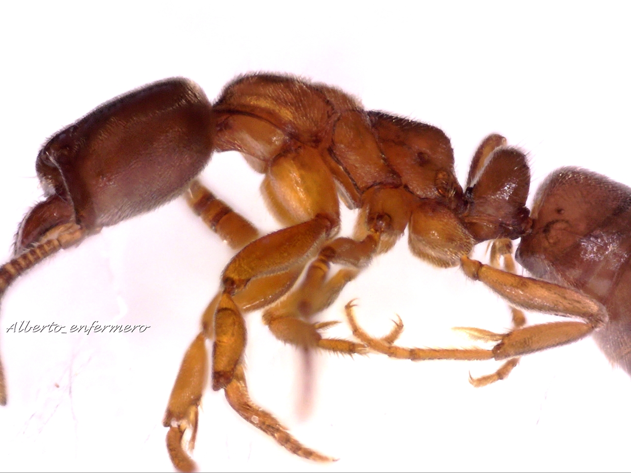hypoponera apilado 5