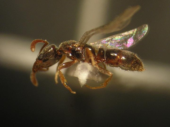 Reina Hypoponera.