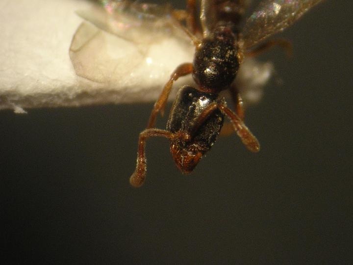 Reina Hypoponera.