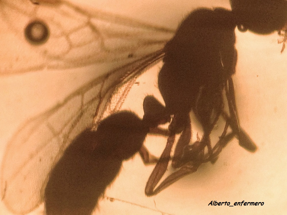 hypoponera bejar macho