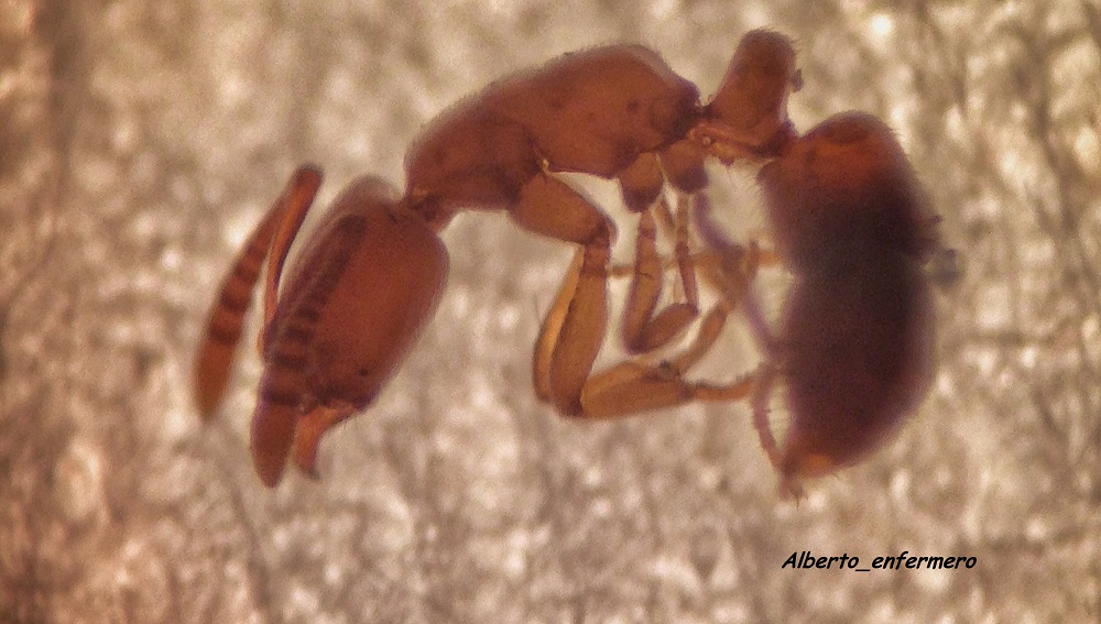 ponera sp