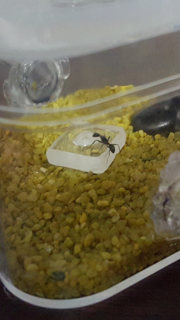 Camponotus Micans bebedero