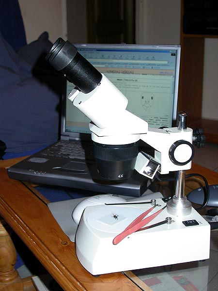 Lupa binocular