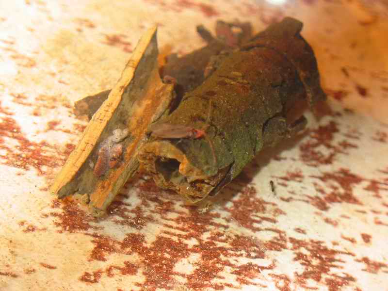 ramita con pygmaea