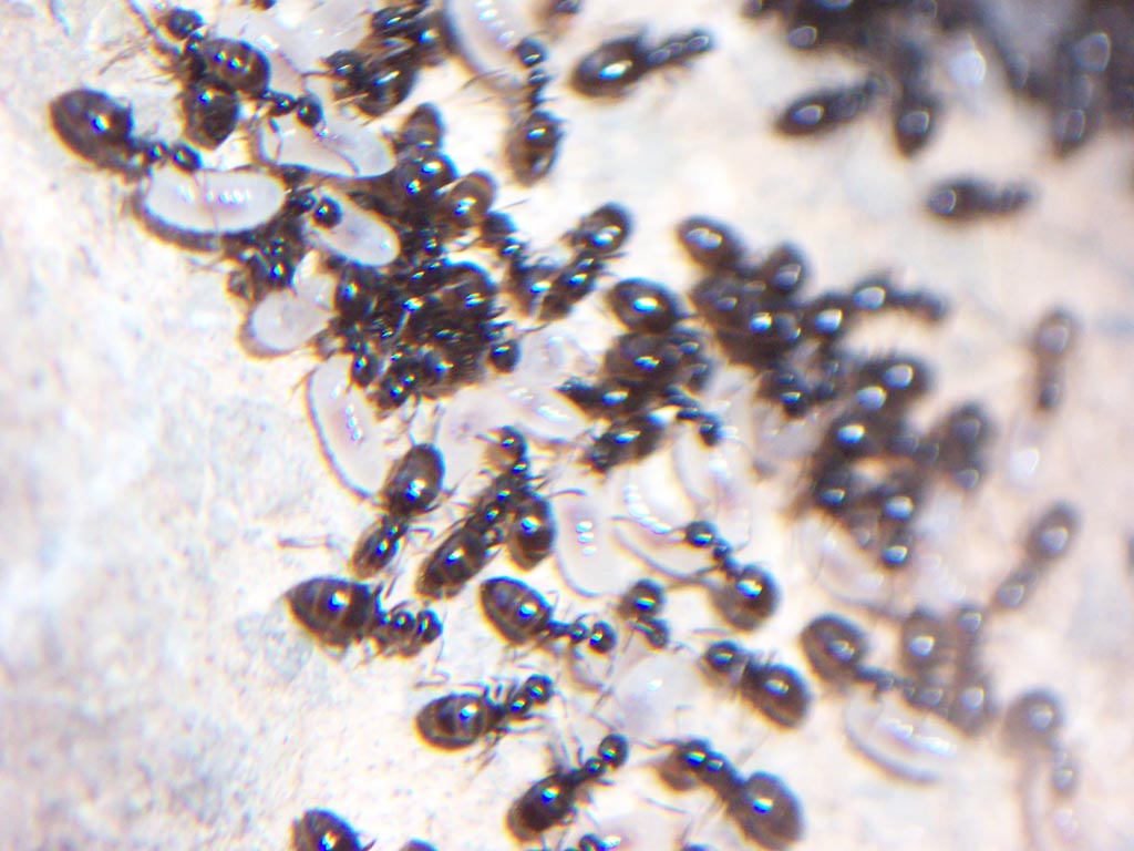 Hormigas cuidando larvas.