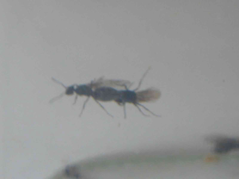 apareamiento de hormigas tapinomas nigerrimum.