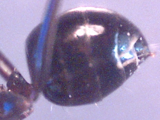 cata19