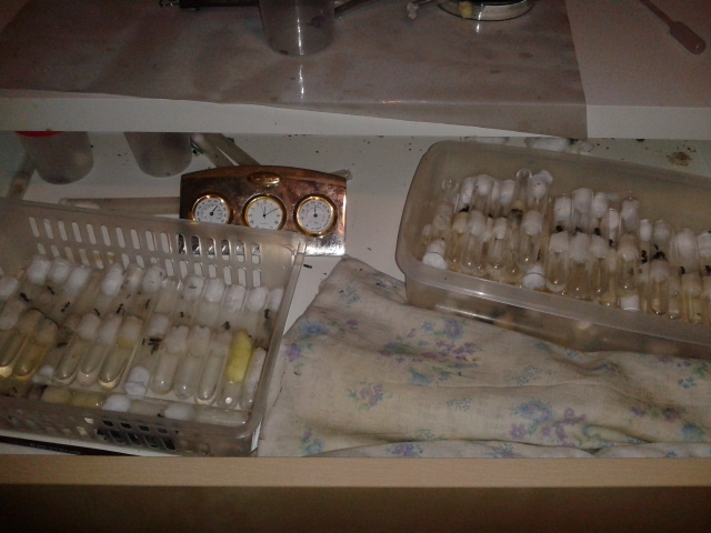 Mis tubos