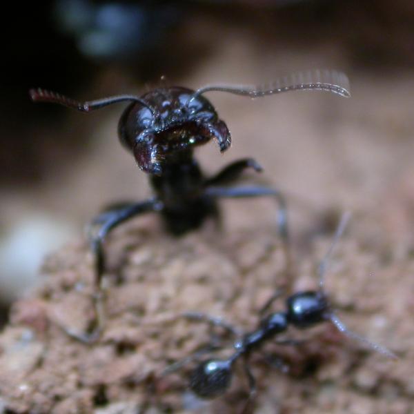 messor barbarus cabreadas con c.micans)