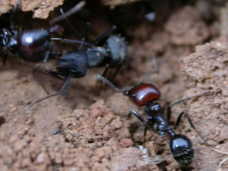 messor barbarus cabreadas con c.micans)
