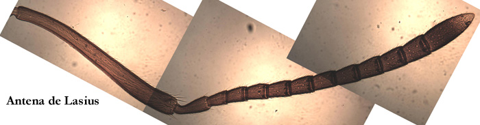 Antena Lasius2