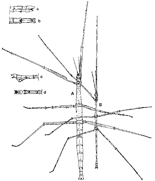 Baculum extradentatum