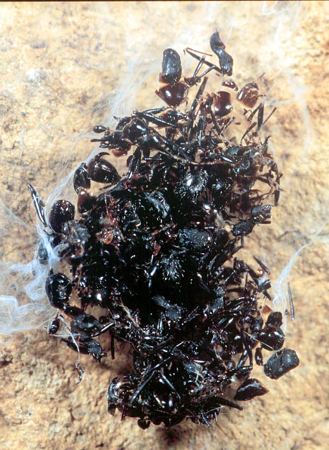 Bola Macrothele
