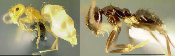 Brachymyrmex-Paratrechina