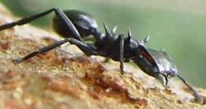 C.atratus