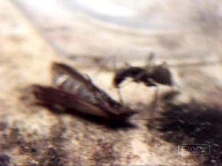 camponatus