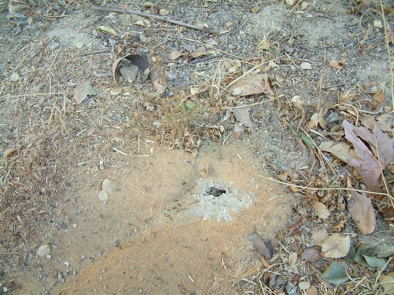 Cataglyphis ibericus02