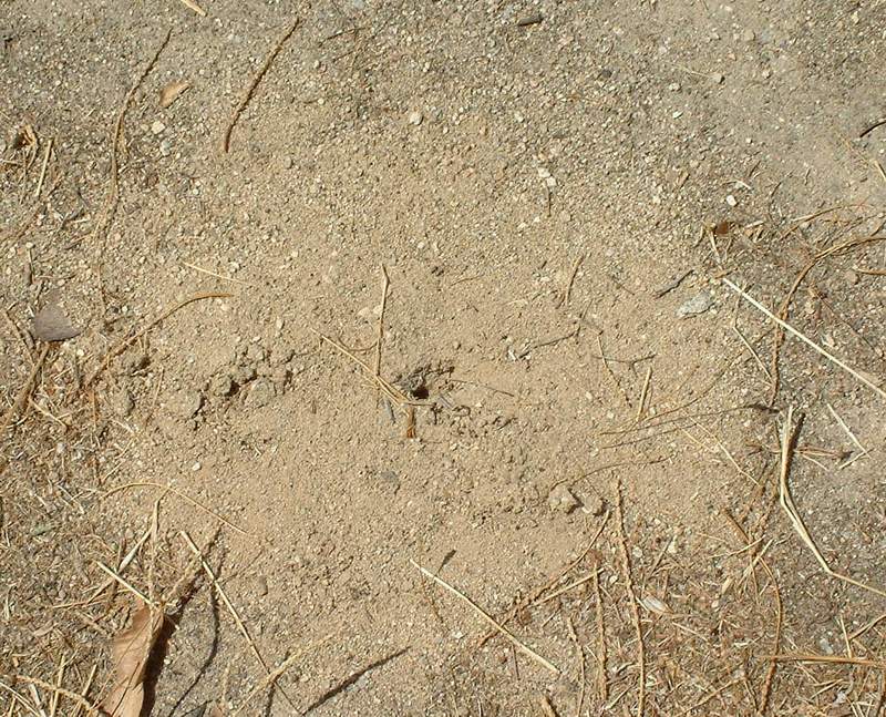 Cataglyphis ibericus12