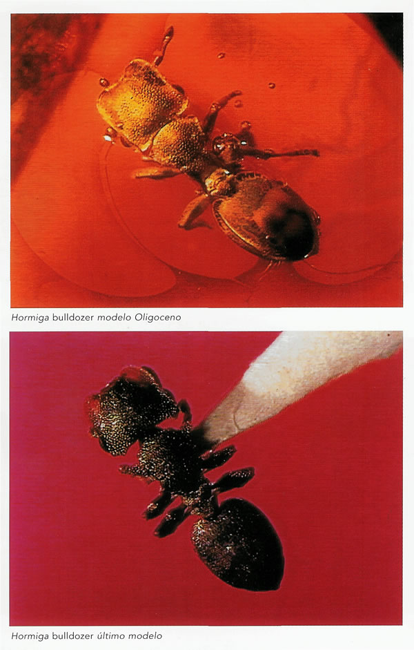 Comparaci?n hormiga bulldozer actual con otra del Oligoceno (40 millones de a?os)