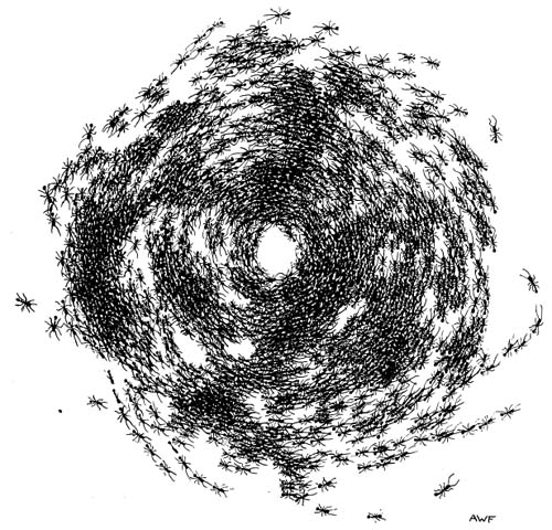 C�rculo02-Schneirla-circular mill