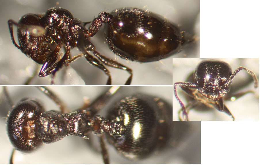 Crematogaster-Moratalaz